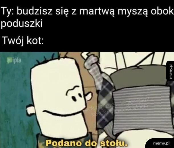 Koty same nam gotują