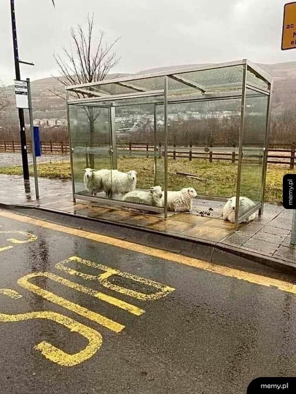 Kiedy owce czekają na autobus