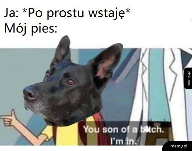 Psy takie są