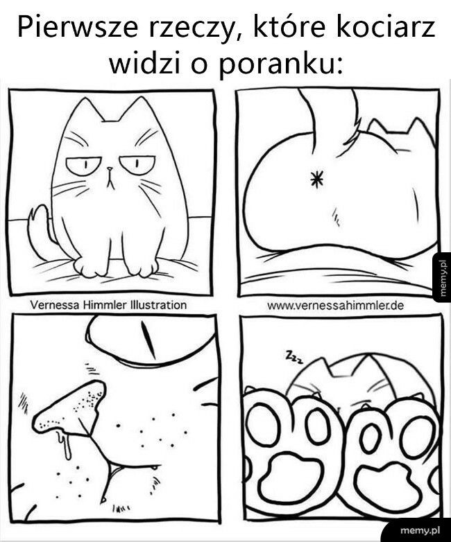 Poranki z kotem