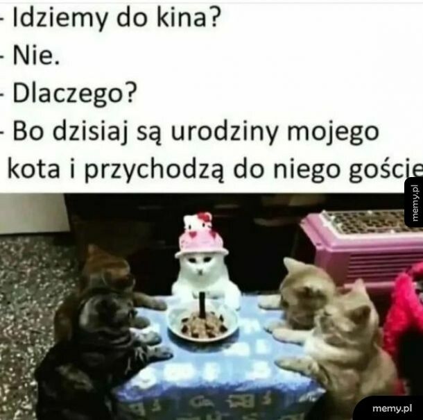 kitku ma urodziny i nie ma nic ważniejszego