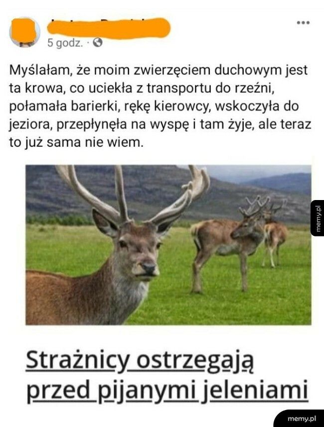 Zwierzę duchowe