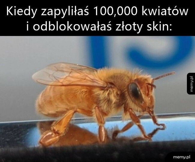 Złoty skin