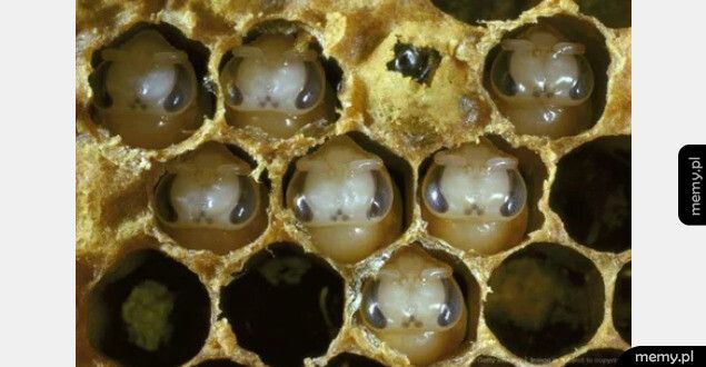 Tak wyglądają małe pszczółki