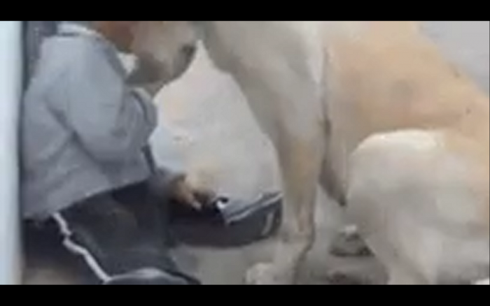 Doggy gif. Парень с собакой гиф. Собаки сношаются гиф. Насилие собаки гиф человеком.