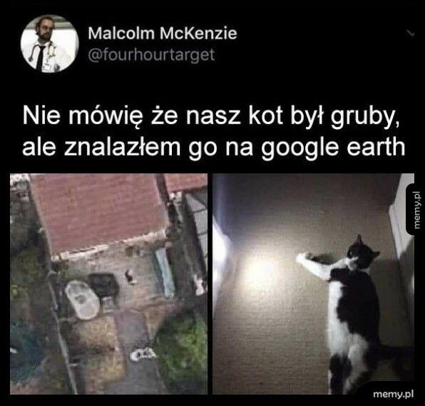 Dobrze widoczny kotek