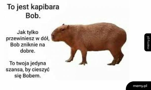 Kapibara na dziś
