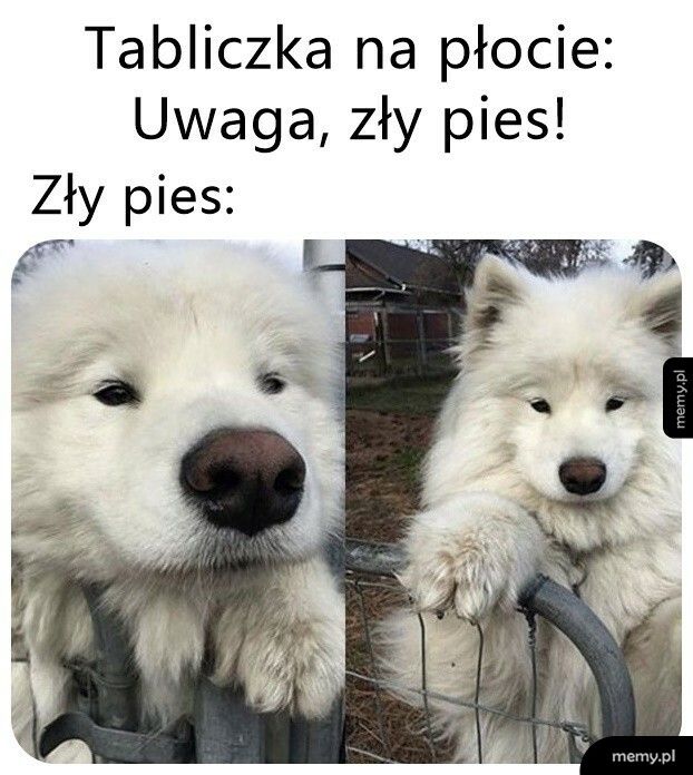 Zły pies