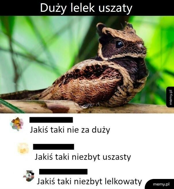 Ale jest piękny