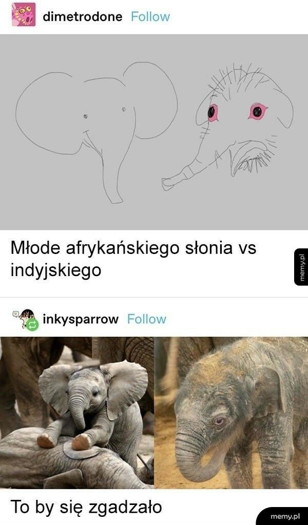 Słonie