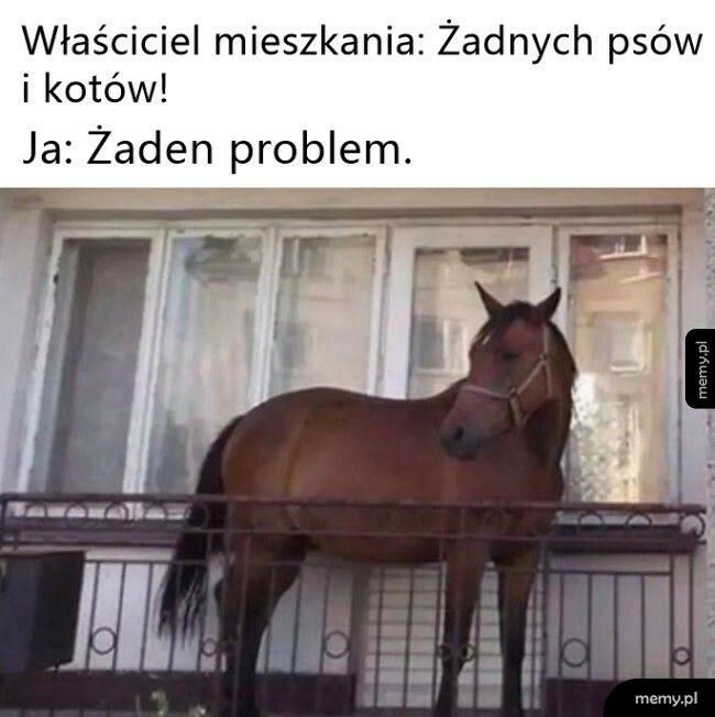 Żaden problem