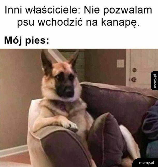 Pies na kanapie