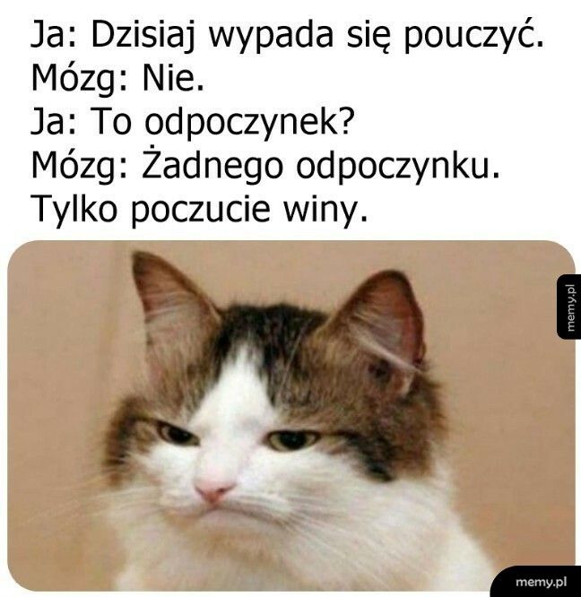 Tylko poczucie winy