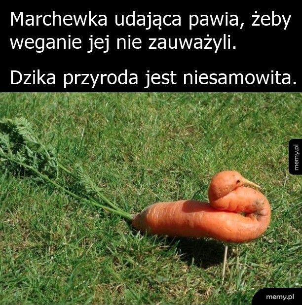 Marchewka