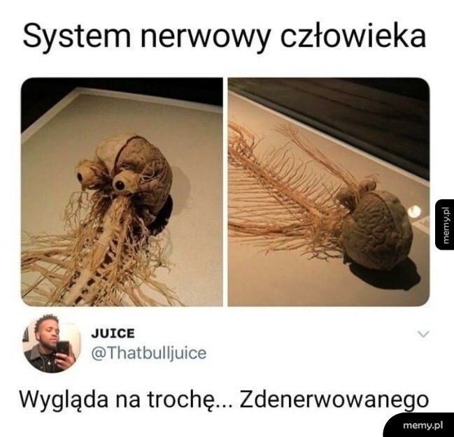 System nerwowy