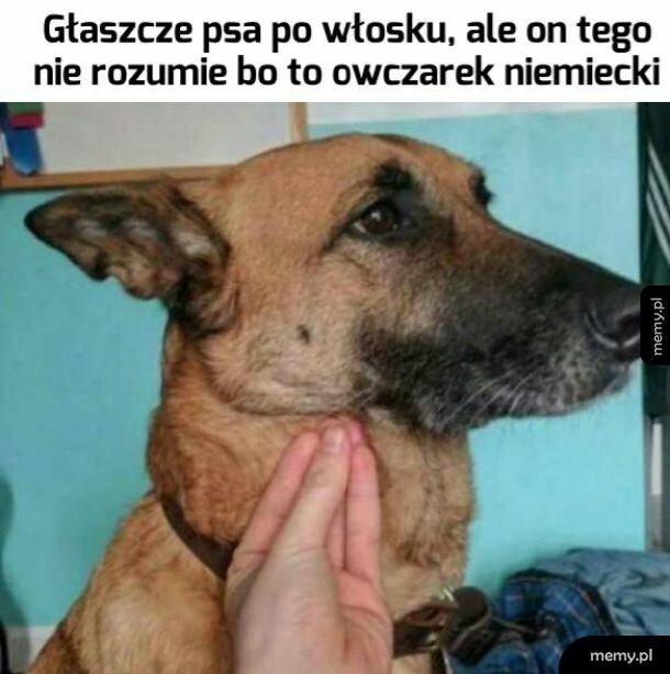 Szkoda psa że nie wie