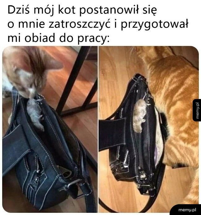 Obiad do pracy od kotka