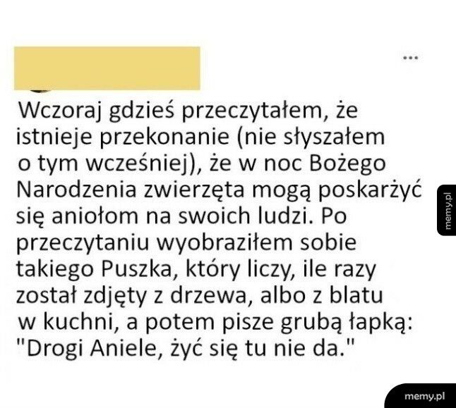 Zwierzęta i Boże Narodzenie