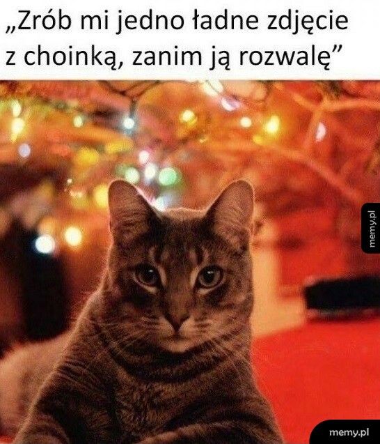 Zdjęcie z choinką