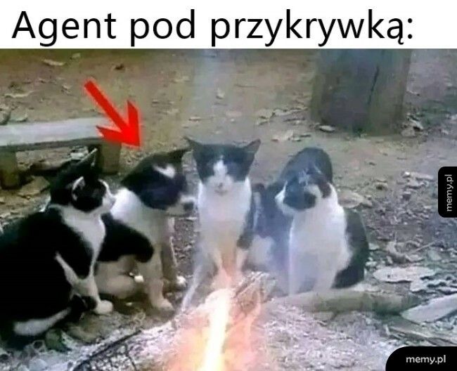 Agent pod przykrywką