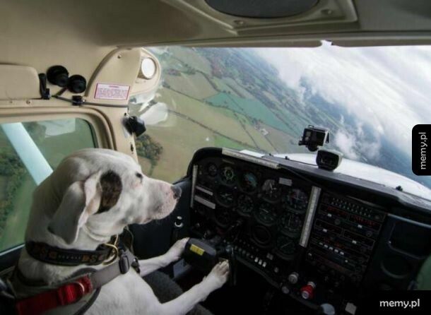 Pies przewodnik niewidomego pilota