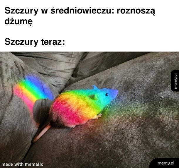 Szczury LGBT nowym wrogiem wiadomości TVP