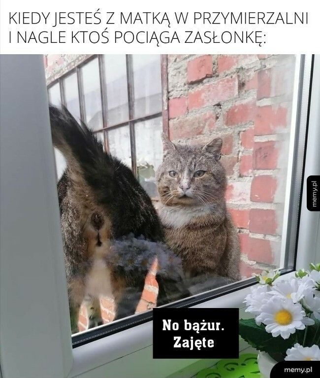 Gdzie się pchasz