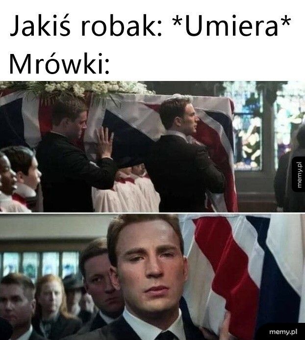 Mrówki