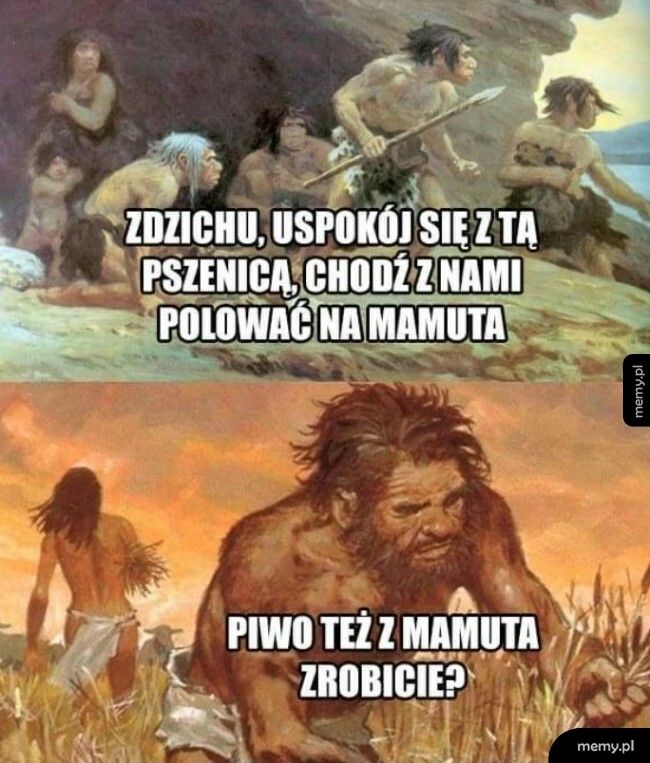 Uprawa pszenicy