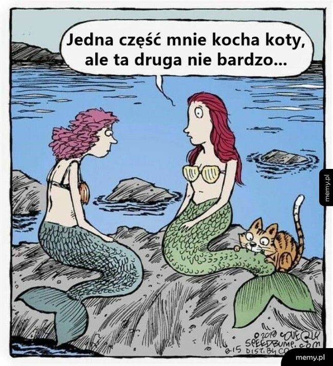 Relacja z kotami