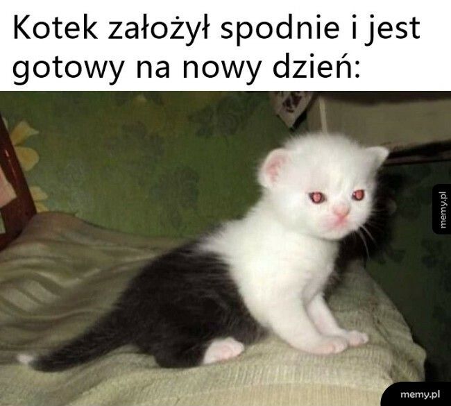 Kot w spodniach