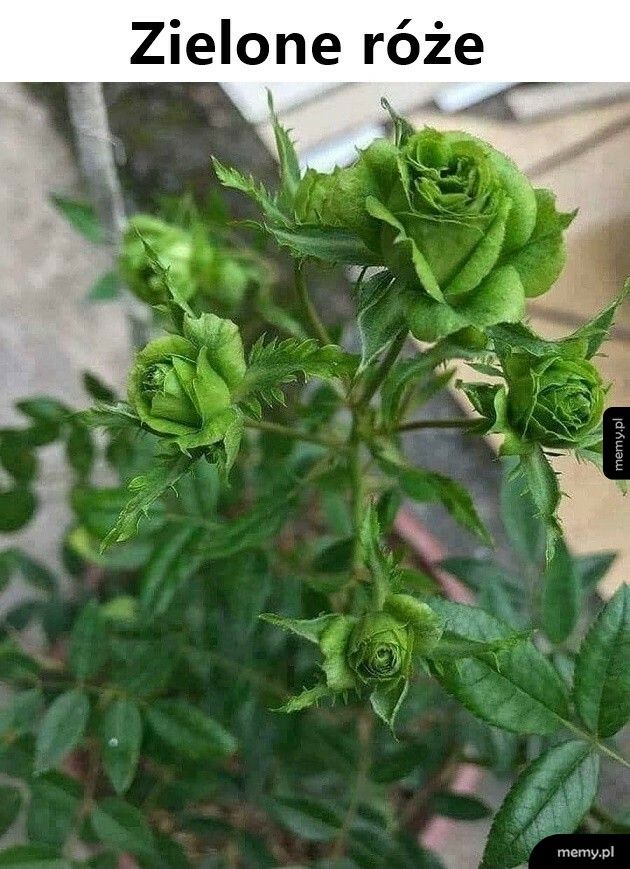 Zielone róże