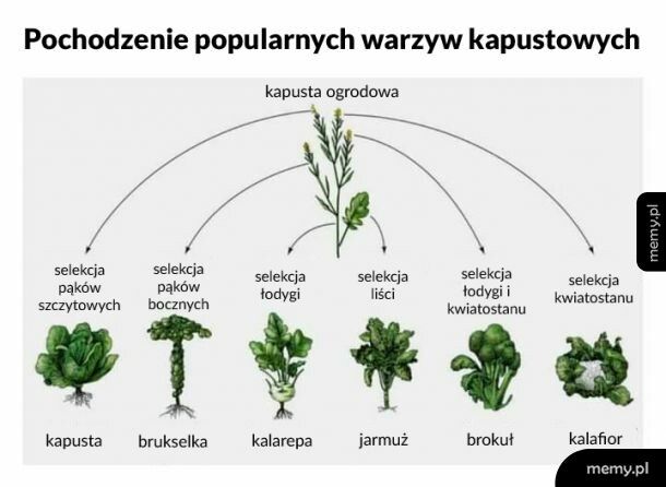 Pochodzenie kapustnych