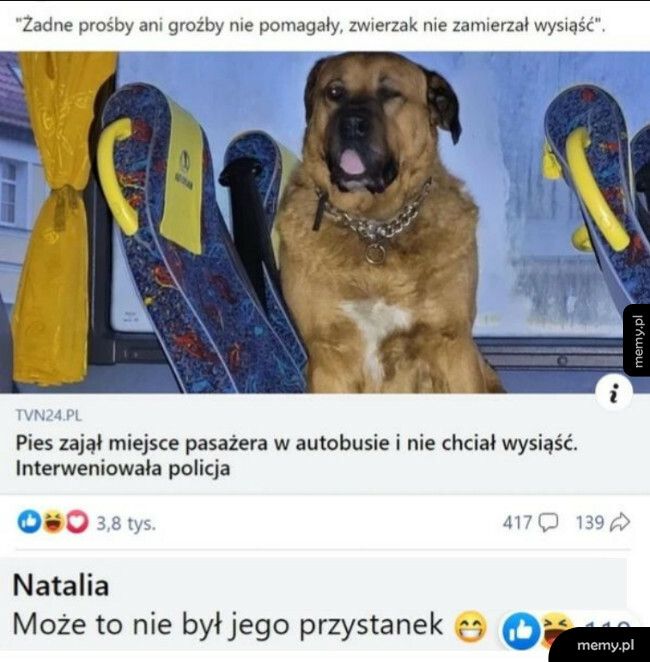 Piesek w autobusie