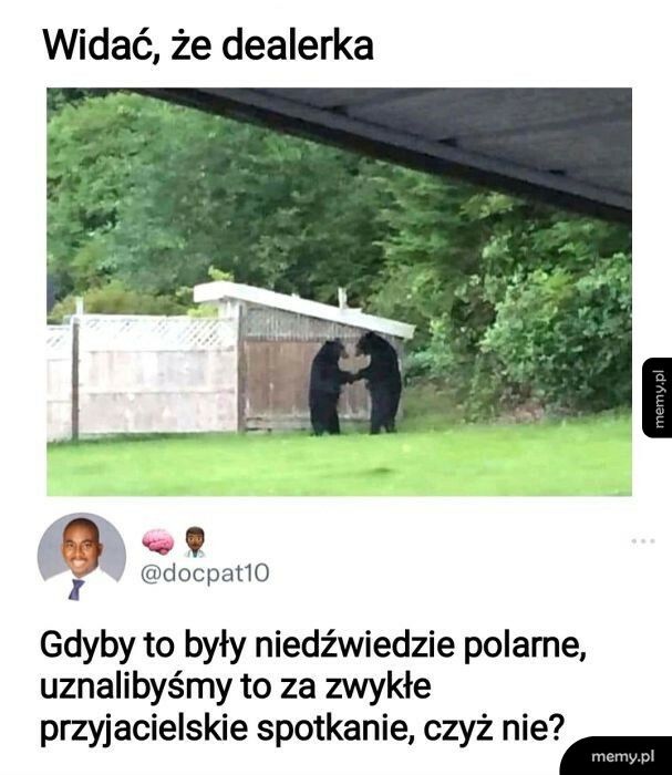 Dilujące niedźwiedzie