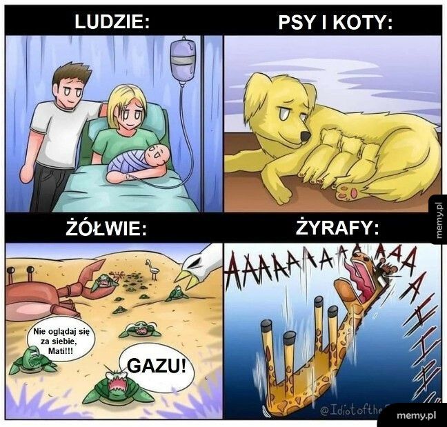 Żyrafy nie mają lekko, ale żółwie też