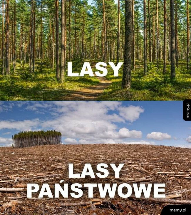 Wycinają, jak leci