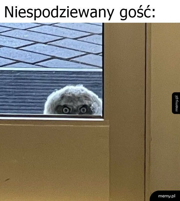 Niespodziewany gość