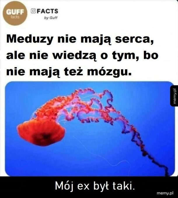 Meduzy