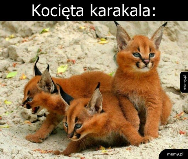 Kocięta karakala