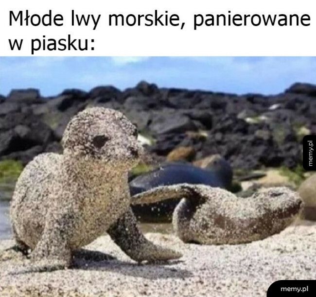 Młode lwy morskie