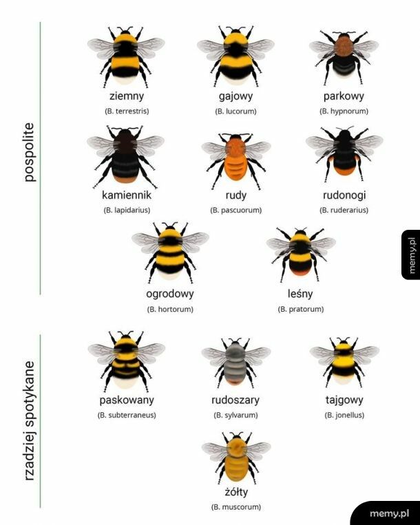Ci puchaci jegomoście to trzmiele (nie bąki)