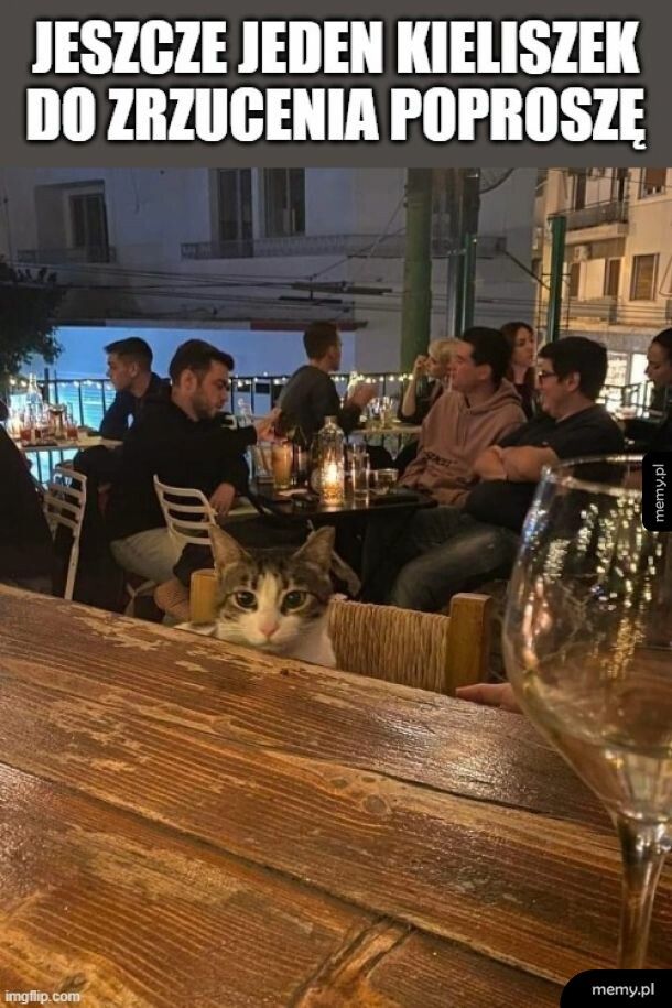 Kot w barze