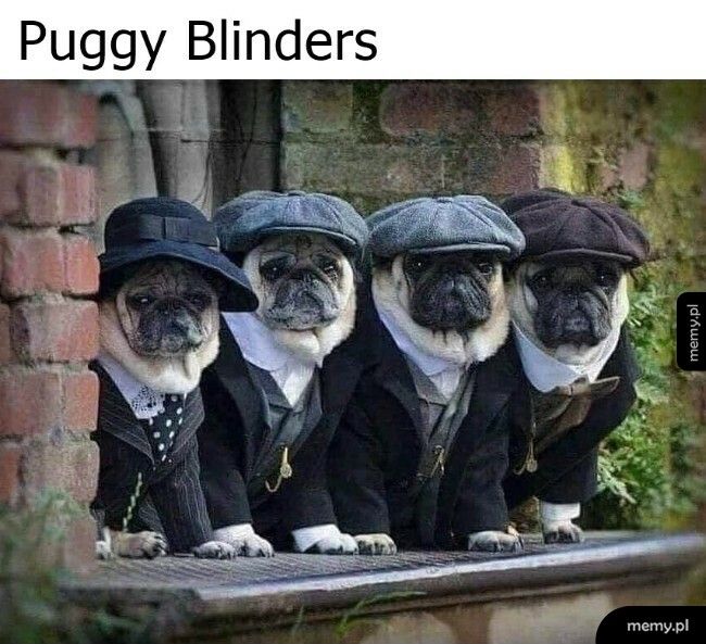 Puggy Blinders