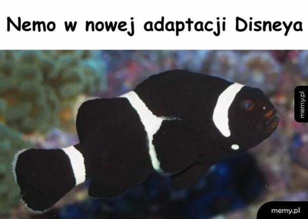 Gdzie jest Nemo?