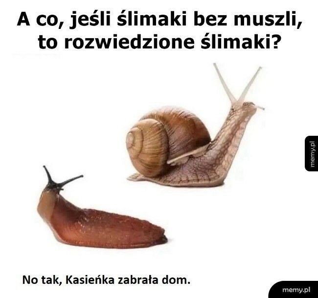 Ślimaki bez muszli