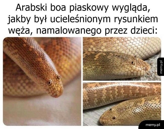 Arabski boa