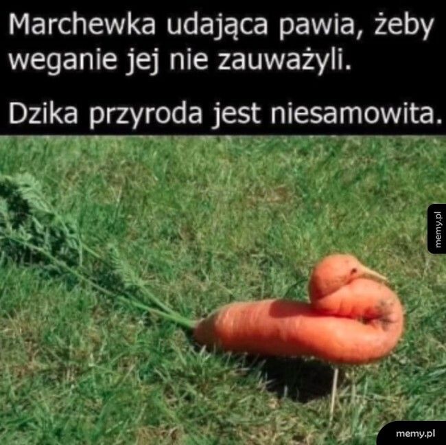 Marchewka udająca pawia