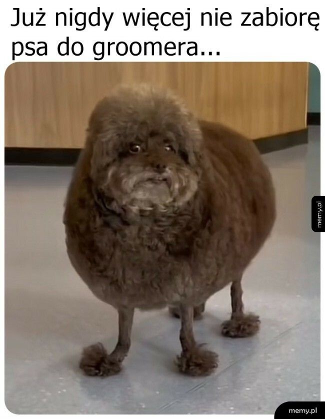 To się groomer popisał