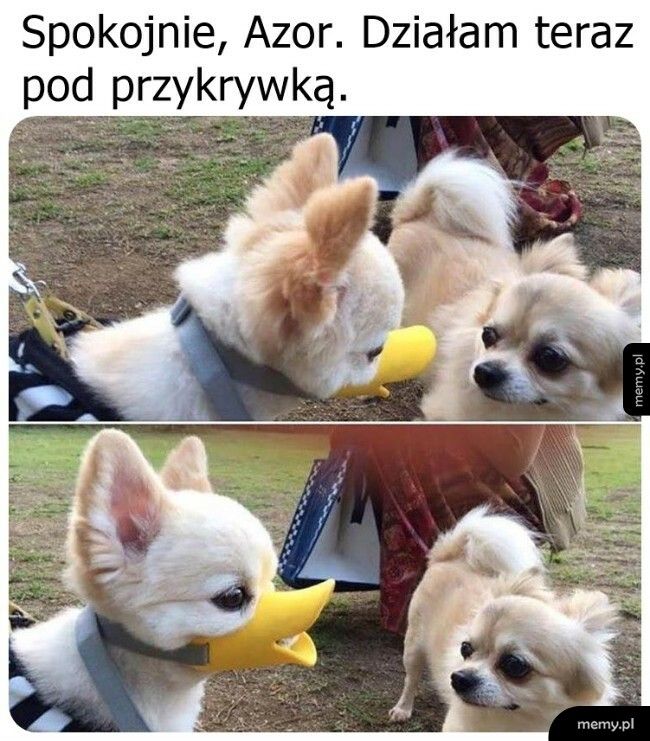 Pod przykrywką